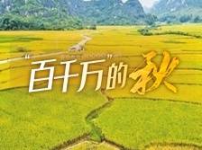 金秋好“丰”景！  罗定稻谷飘香美如画