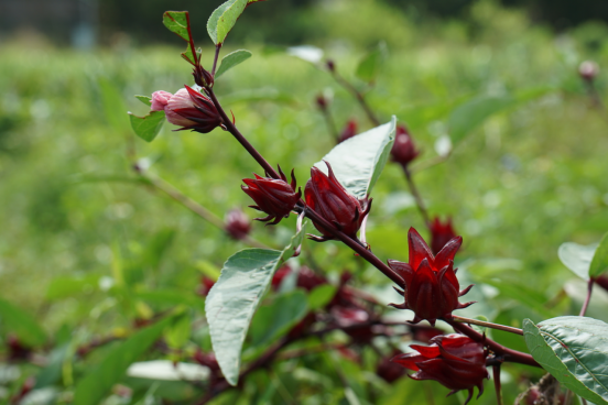 郝冠辉的农场和农场里当季的洛神花（邓宝盈/摄）