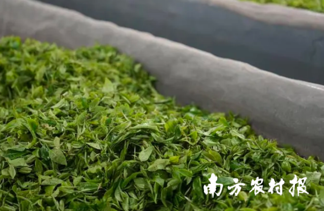 英德红茶萎凋工序 英德红茶萎凋工序