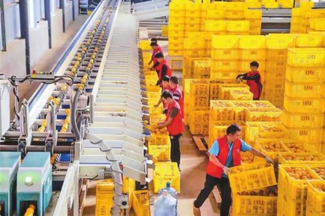 新平龙橙果业发展有限公司选果厂。