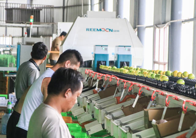 良茂果业高速智能分拣线。