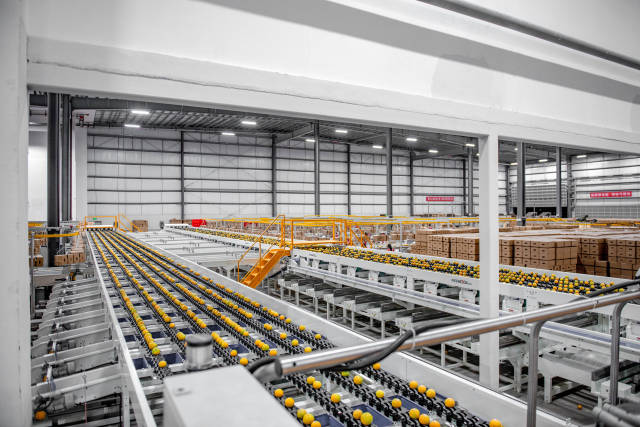 新平褚氏农业有限公司选果厂。