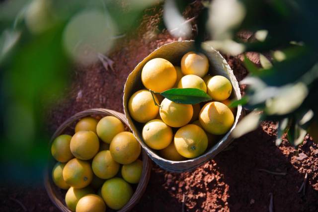 近年来新平柑桔果品质量提升显著。