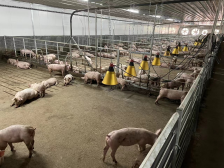 农发行云浮分行：立足云浮乡村，推出特色农业政策性金融服务 | 金融活水润泽“百千万工程”⑮