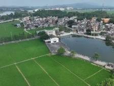 西溪村：今年村集体经济收入力争超500万元｜开平和美乡村“亮绩亮效”线上展示