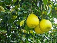 今日霜降｜“柚”是一年好景致