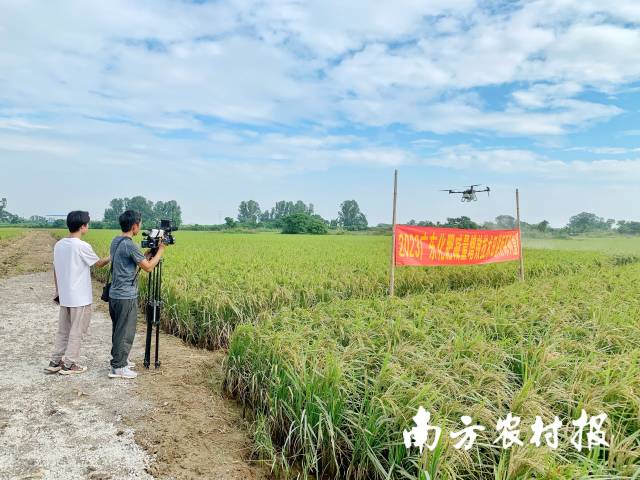 现场，无人机为水稻喷施中微肥增效
