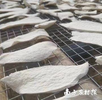 南方农村报 惠婷婷 绘图