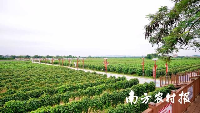 南方农村报 惠婷婷 绘图