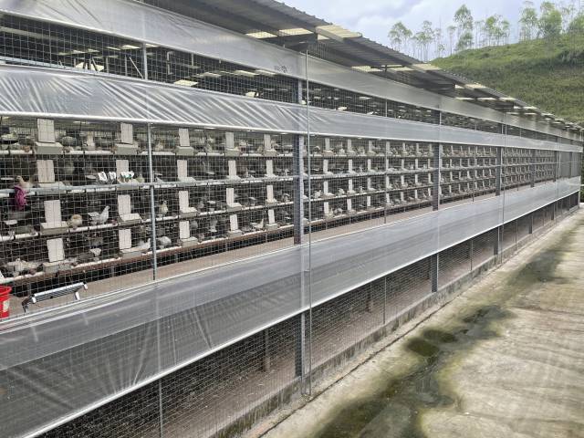 宝宁公司肉鸽养殖场