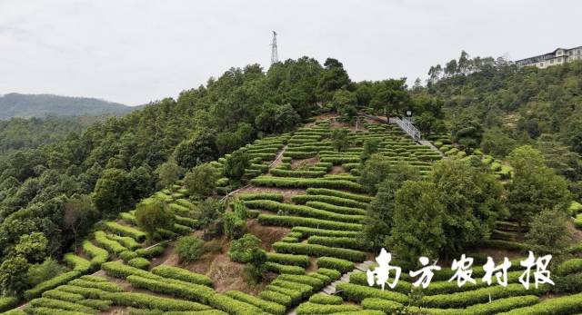 古劳茶山生态茶园 