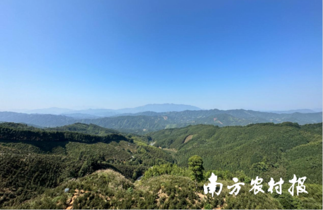 龙万山油茶基地。