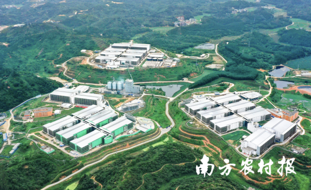 高州京基智农时代有限公司的生猪多层养殖项目鸟瞰