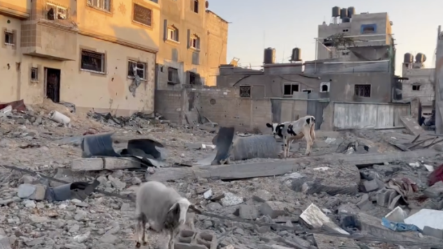 “要么赢，要么死”，加沙至暗时刻