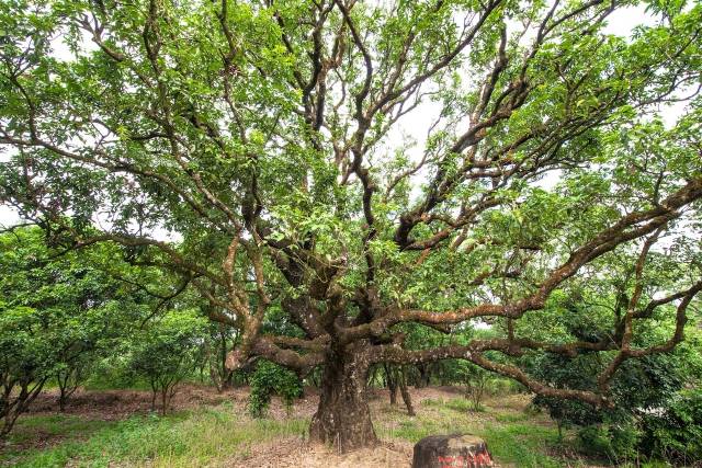 高州贡园（古树公园）荔枝树。