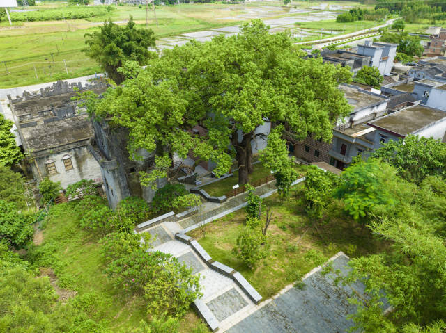 凹口古树公园。