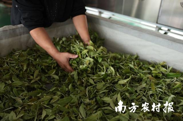 鹤山红茶在华侨圈广受欢迎