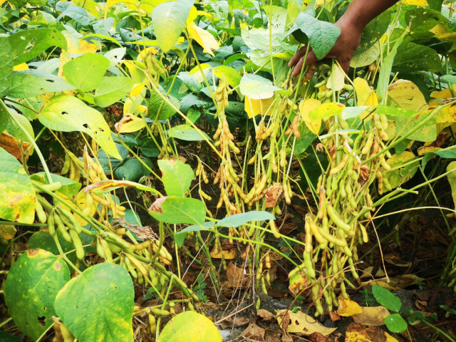 华夏2号大豆品种的田间生长表现