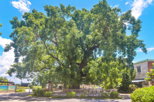 广海菩提古树公园。