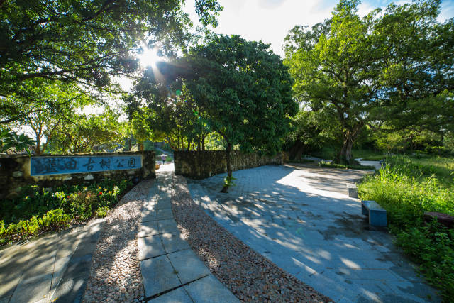 蓝田古树公园。