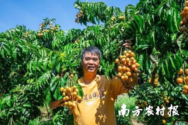 夏天，是郁南无核黄皮成熟的季节