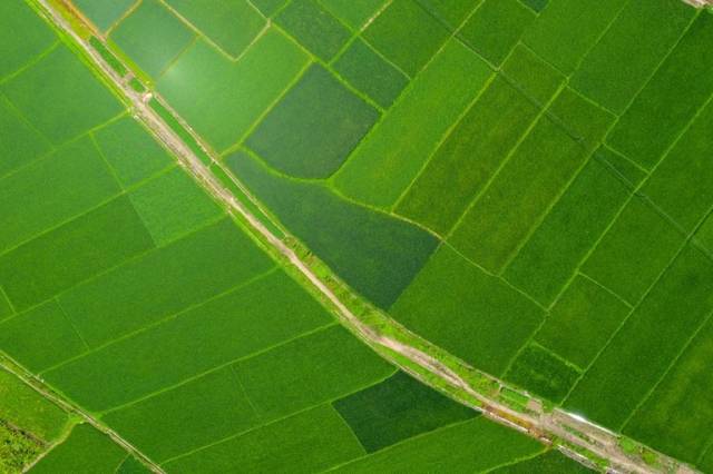 陆丰水稻（陆丰市农业农村局供图）