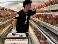 吴川樟铺镇：抓住湛江“鸡”遇，助力“百千万工程”