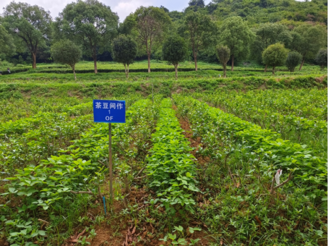 茶树间种大豆可以防控杂草滋生，有利于发展生态茶园。