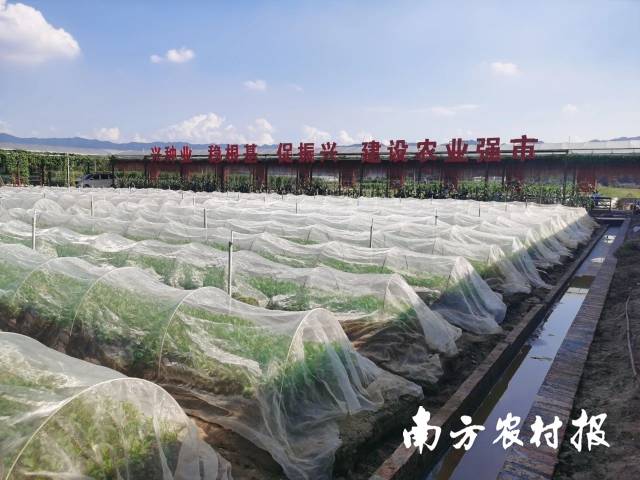 应用健康栽培法种植叶类蔬菜