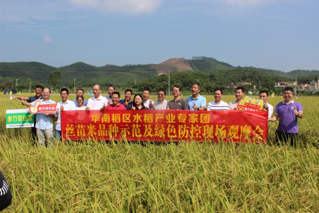 全程技术指导！中国农科院助力广东丝苗米发展