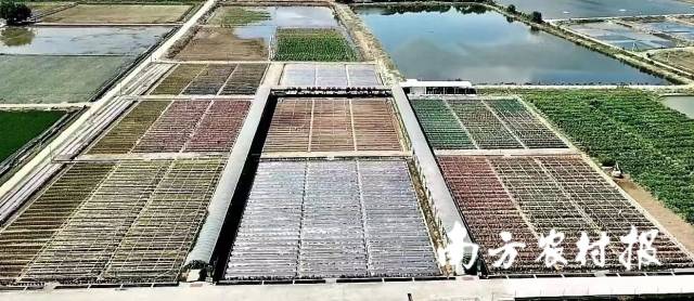 采用各色玻璃纤维杆搭建棚架