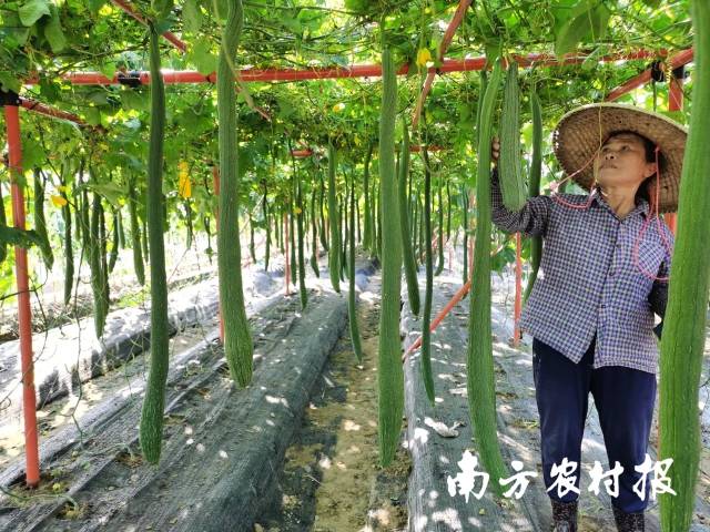 各类瓜果蔬菜展示