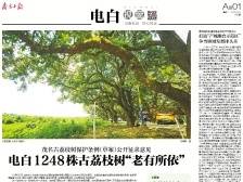 电白1248株古荔枝树“老有所依” | 速览《南方日报·电白视窗》145期