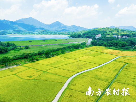 广州市增城区被命名为“国家农产品质量安全县”