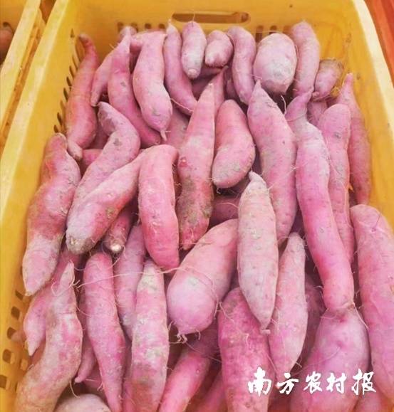 “马冈优品”红蜜薯