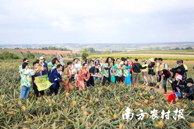 菠萝的海百千直播，徐闻致力打造中国直播第一县。 谭家富摄