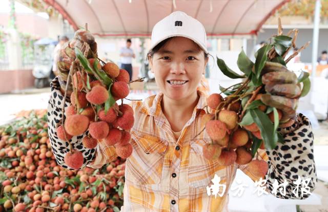湛川荔枝丰收，果农乐开花。