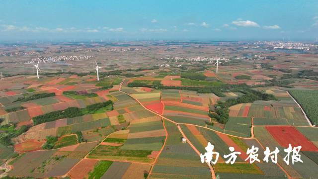 徐闻菠萝产业成为当地县域经济重要引擎。 蓝东旭摄