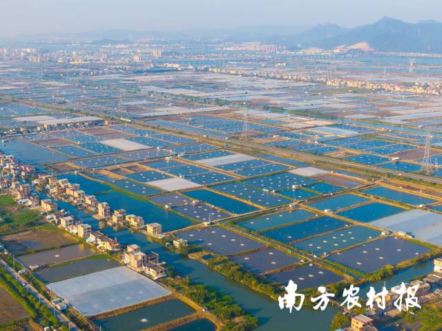 白蕉镇被誉为“中国海鲈之乡”。 蓝东旭摄