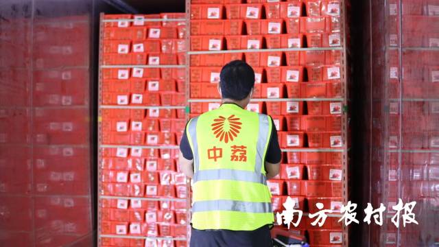 中荔集团年出口荔枝8000吨，远销五大洲20多个国家和地区。