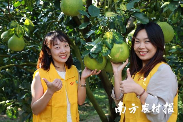 广东梅州柚，书写客都“土特产”大文章。