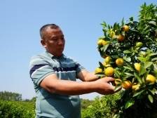 韶关武江：一“橘”多得，绘就乡村振兴新景色