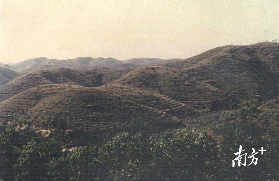 上世纪八十年代初期，鹤山到处是光秃秃的山头，被群众戏称为“没毛的鹤”。