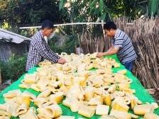 清远英德市：“剥皮黄金”加速加入“百亿俱乐部”