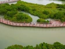 湛江市麻章区湖光镇：“海岸卫士”红树林变身“金树林”