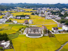 茶树菇撑起“幸福伞”！广东这个客家古村迎来美丽蝶变