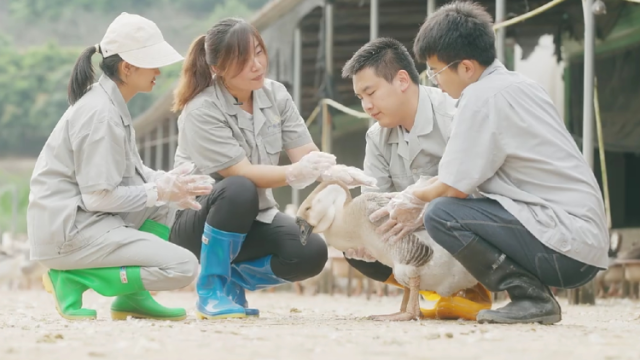 东北教授潮汕养鹅：“鹅语”难？还是潮汕话难｜整活了@广东“百千万”预告片