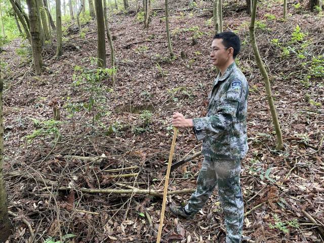 刘天娇在山上使命，用镰刀开拓出一条林道，木棍也是<strong>j9</strong>他的“老伙计”