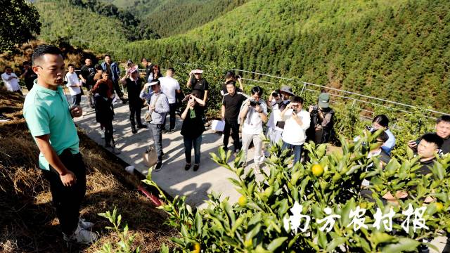 10月31日，在广西柳州市融安县大将镇设洞村，种植户陈名钢（前左）向外地水果经销商、连锁渠道商和网络带货达人介绍基地的金桔情况。（覃庆和 摄）