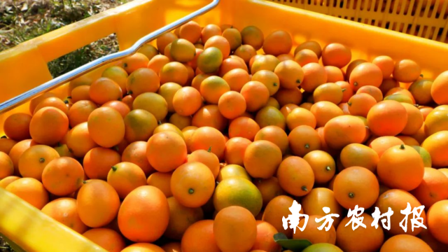 融安金桔。图片来源：融安县融媒体中心